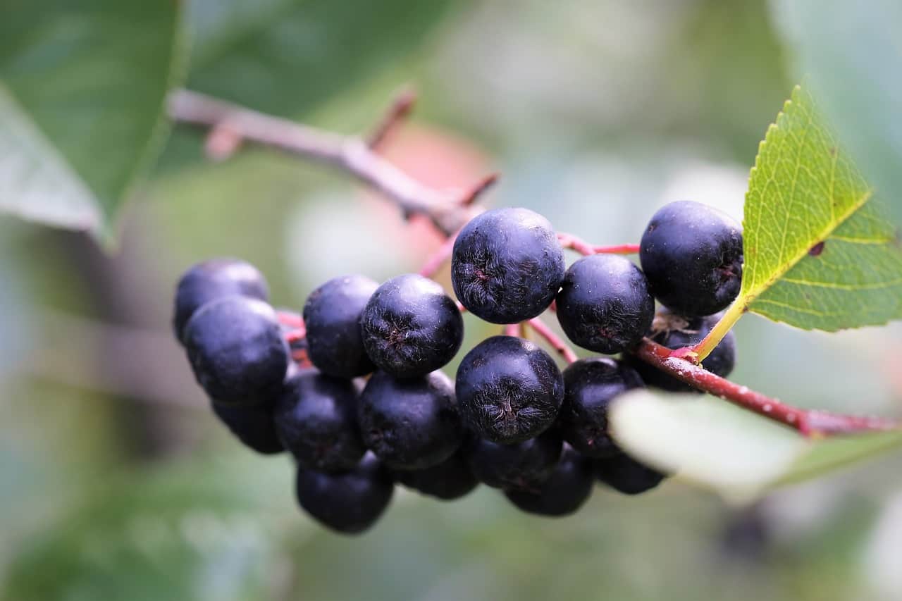Aronia Berry Benefits for Healthy Diet Be in shape