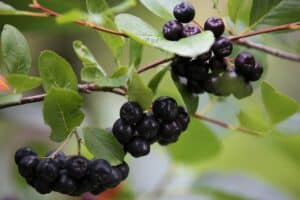 aronia benefits