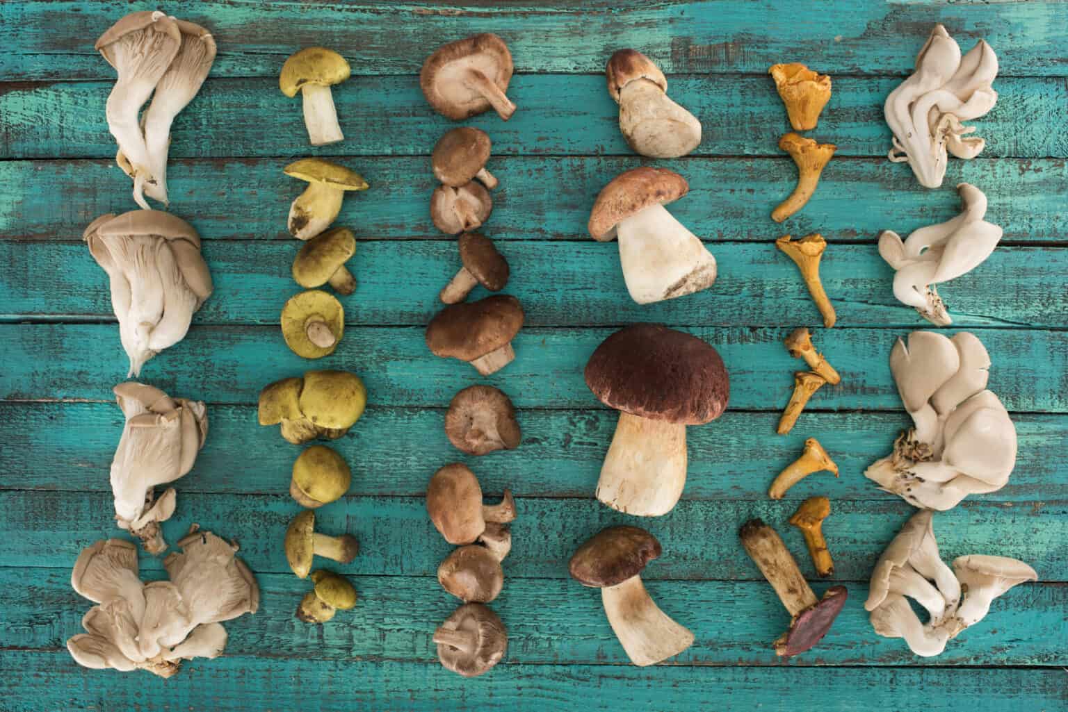 Can You Eat Mushrooms on Keto? Be in shape