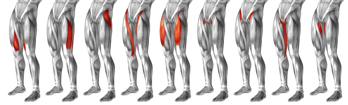 hip flexors 