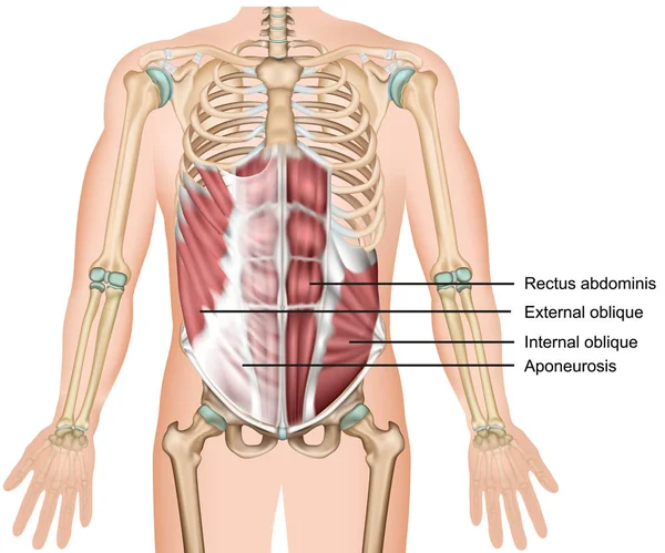 how to train upper abs