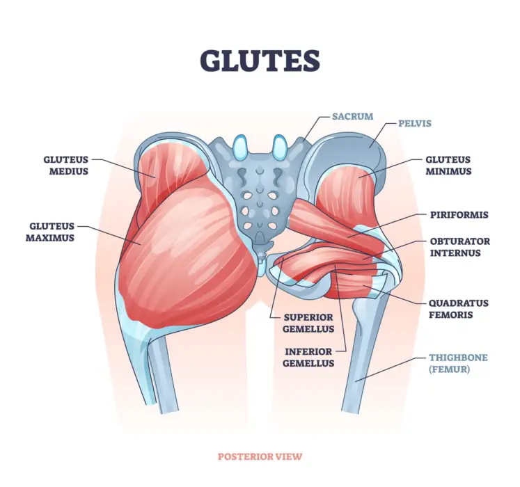 gluteus muscles 