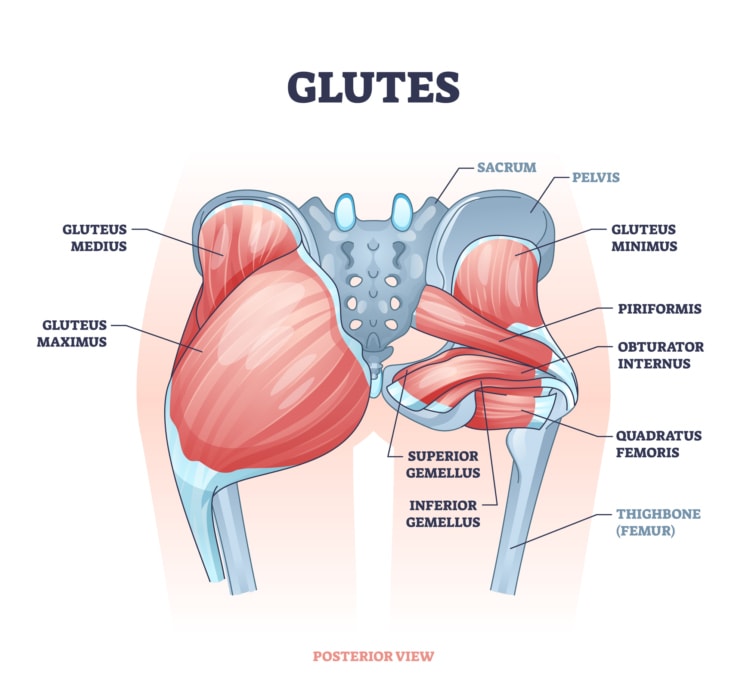 gluteus muscles